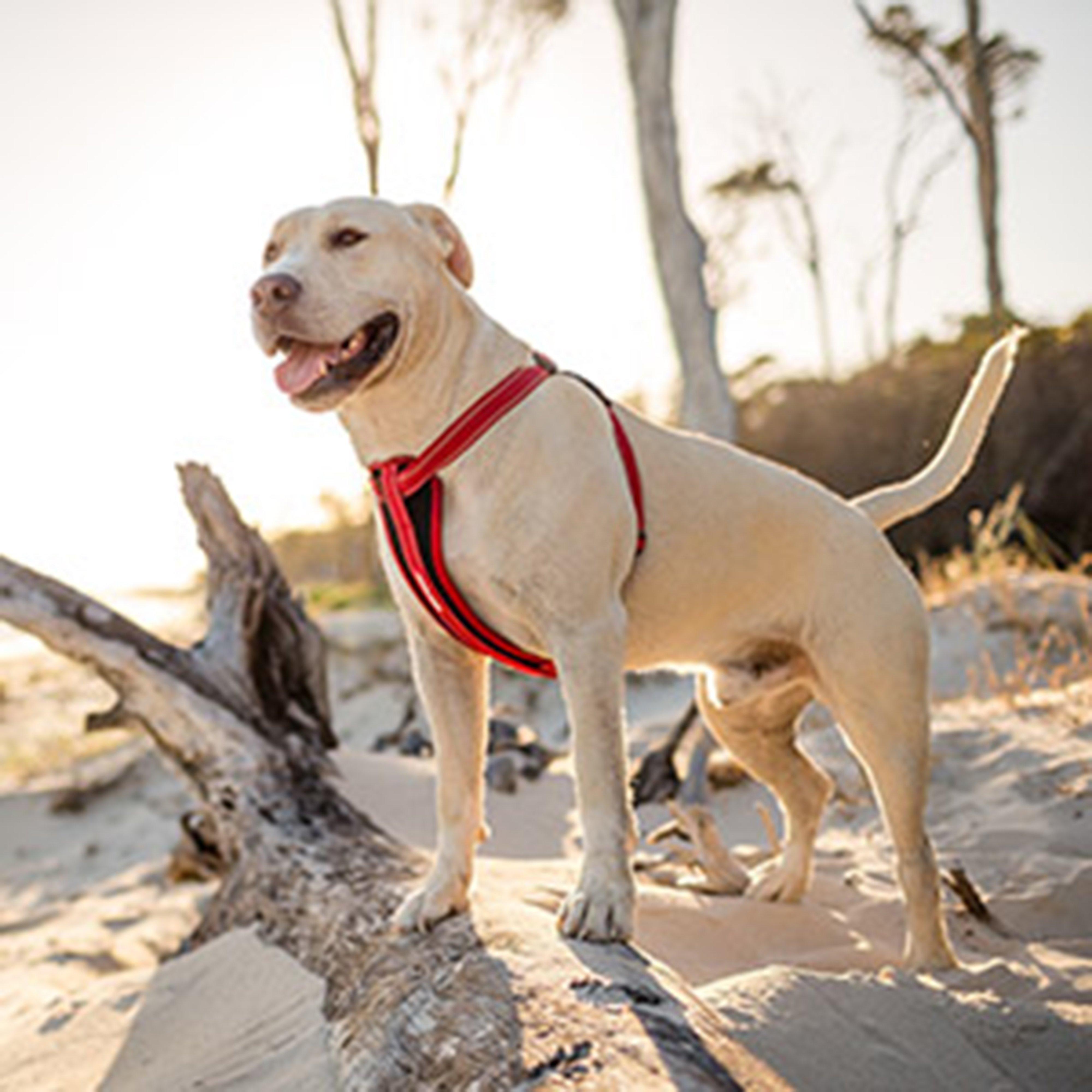 Chest Plate Dog Harness (XL)