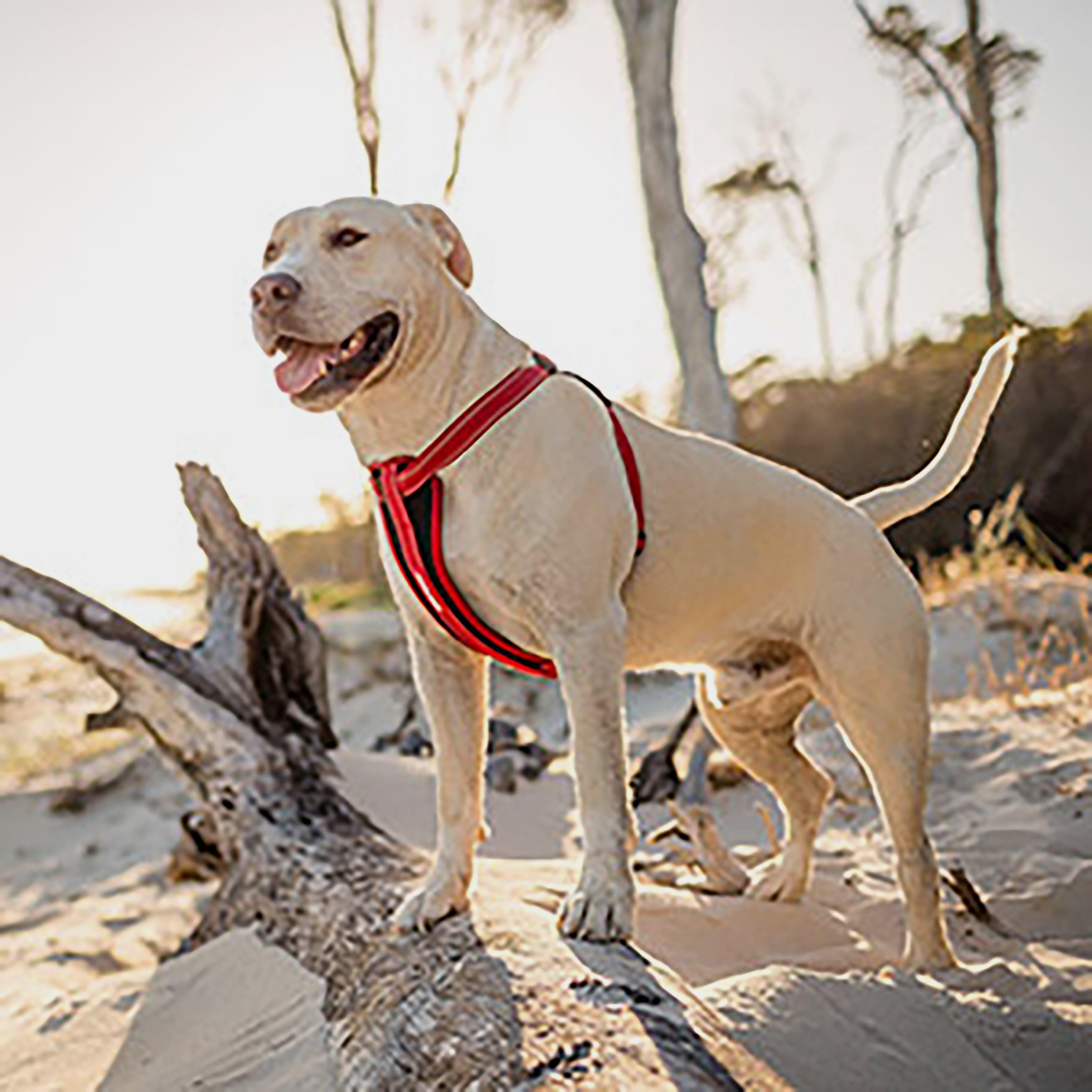 Chest Plate Dog Harness Red Small