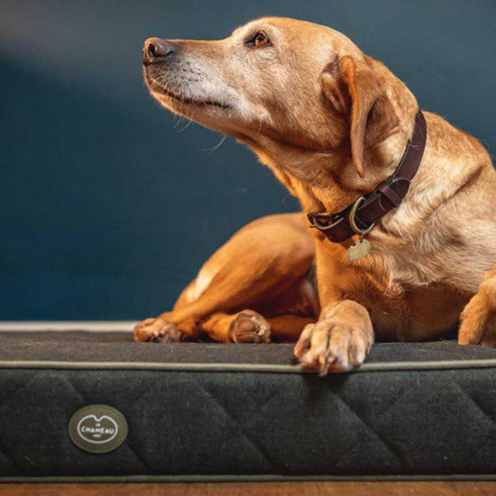 Cushion Dog Bed