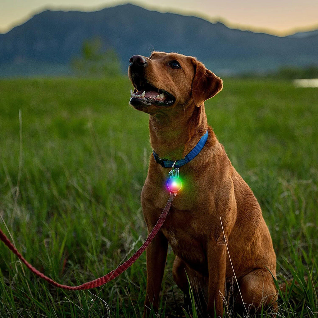 Spotlit® Rechargeable Disco Tech™ Collar Light