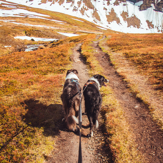 Strong Leash
