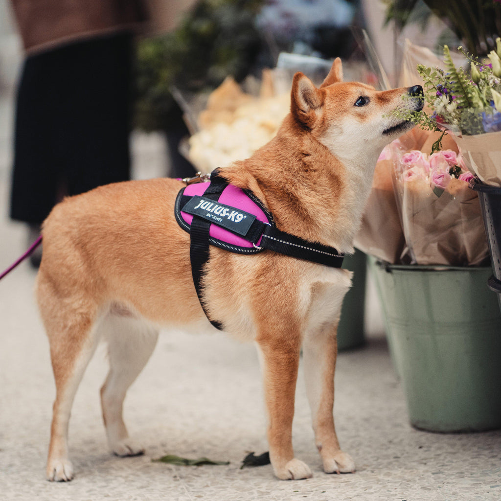 Original K9 Powerharness Mini