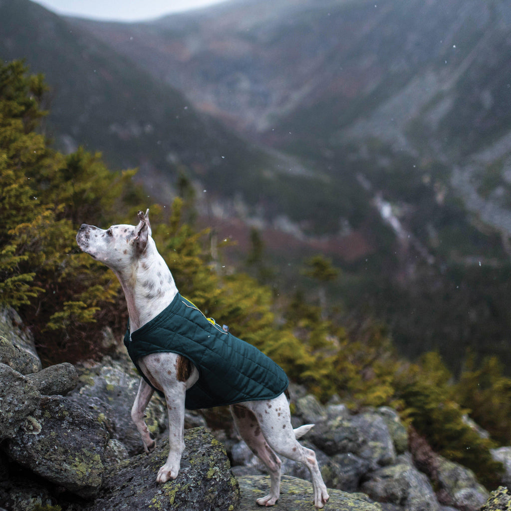 Dog Loft Jacket