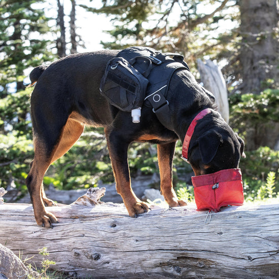 Dog Zippy Bowl
