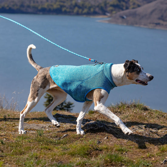Core Dog Sweater