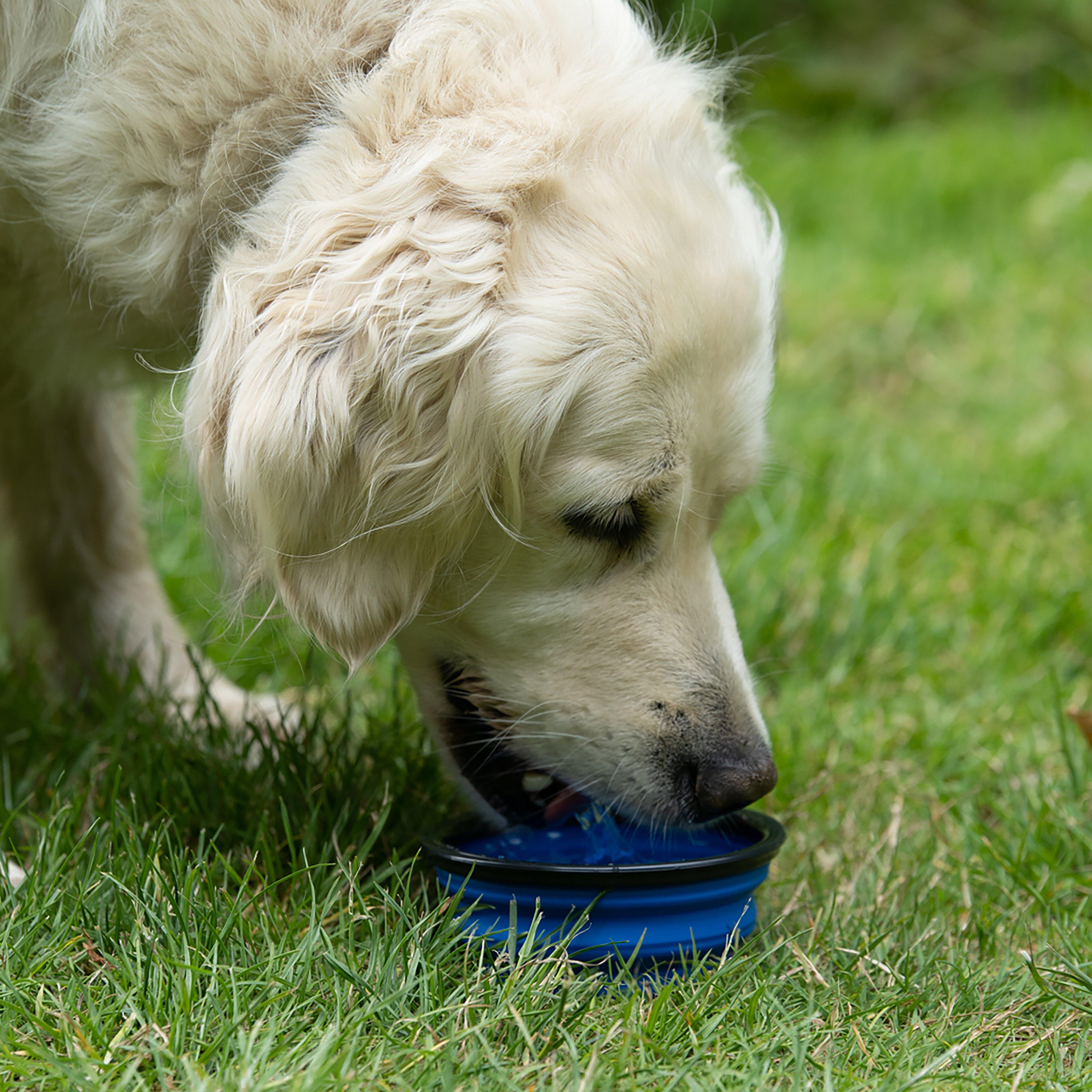 Outdoor Paws Collapsible Travel Dog Bowl