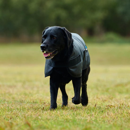 ComFiTec Classic Waterproof Dog Coat